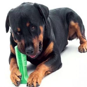 Köpek Diş Fırçası Isırma Aparatı Büyük Boy